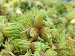فندق گی...